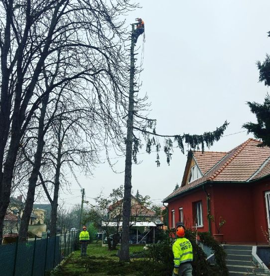 fakivágás alpintechnikával Erdőkertes, fakivagas alpintechnikaval erdokertes